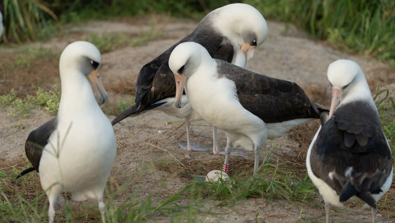 Wisdom, a albatross, tem 74 anos. Ela encontrou um novo parceiro e acabou de botar outro ovo. - jili