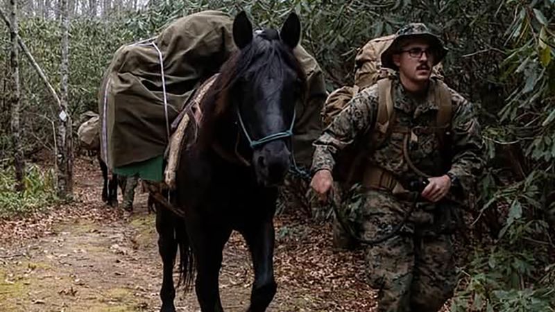 Mules that provided aid after Hurricane Helene struck down on road