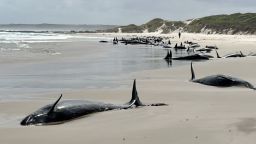 Más de 150 ballenas quedaron varadas en un área remota frente a la costa del estado australiano de Tasmania.