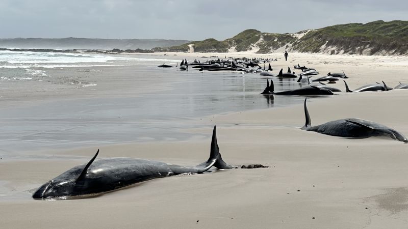 90 stranded false killer whales to be euthanized in Tasmania after failed rescue bid