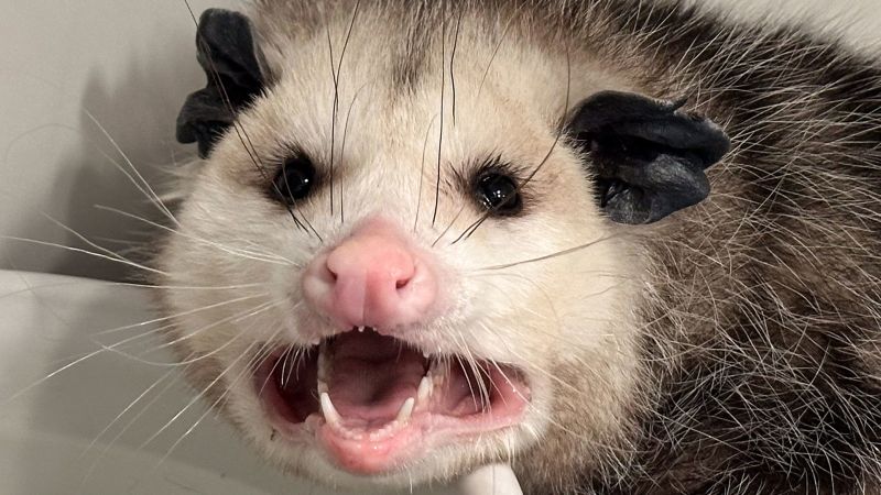 ‘Cake Bandit’ opossum hospitalized after indulging in an entire Costco cake