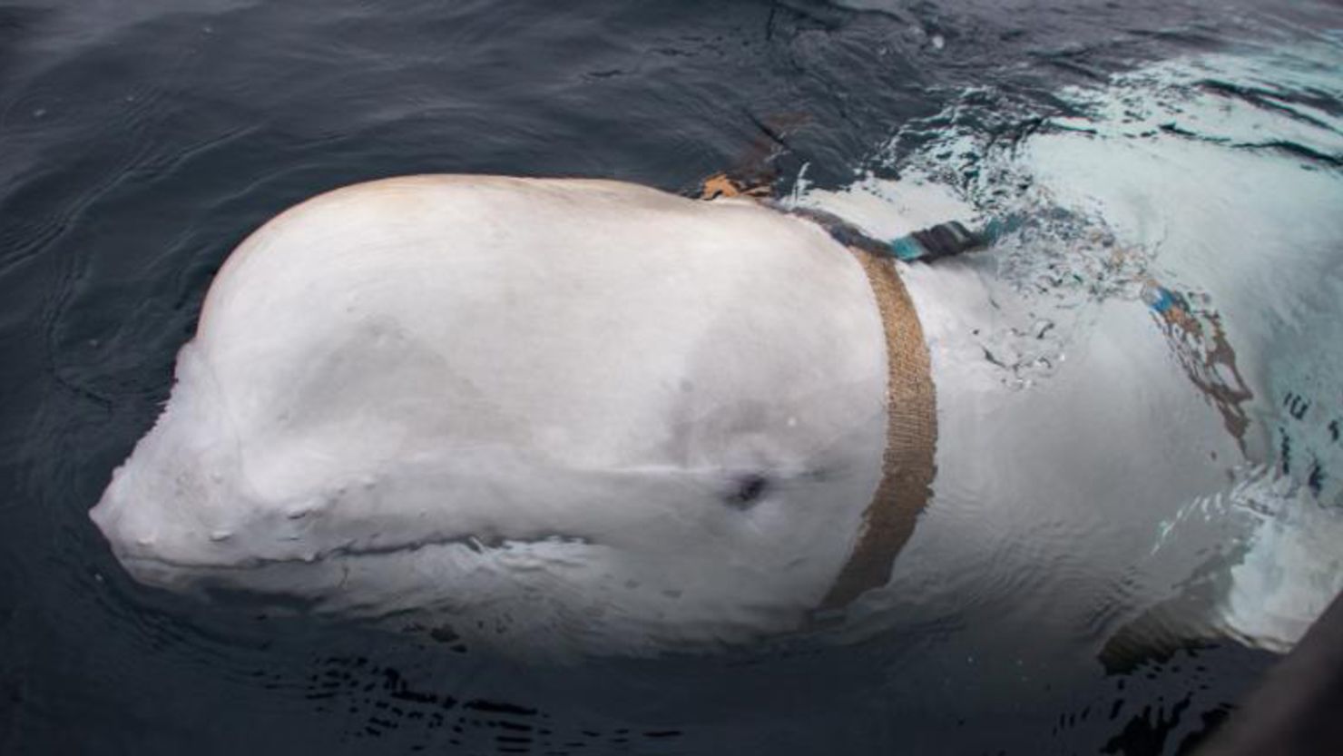 The beluga whale, nicknamed Hvaldimir, was found dead in late August.