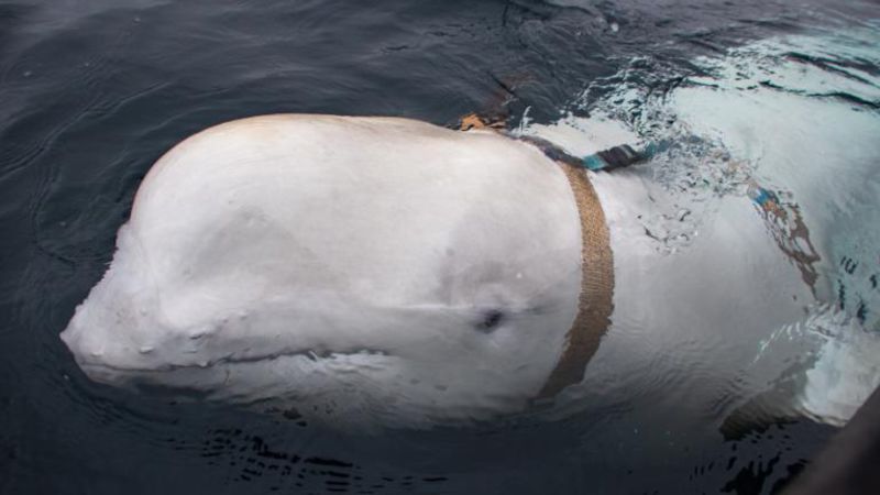 ‘Russian spy’ whale probably died after stick became lodged in its mouth, police say