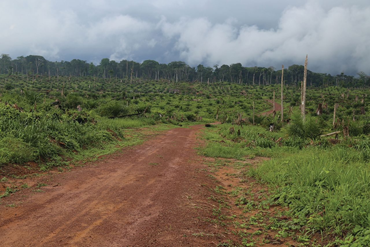 A forest in the Congo Basin near Kisangani in the Democratic Republic of Congo on September 25, 2019.?