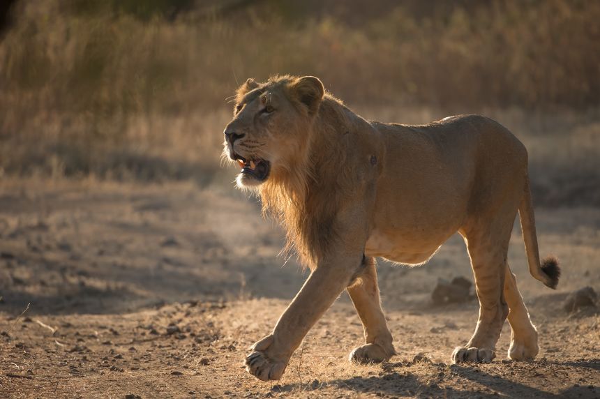Asiatic lions sport an unmistakable dark mane and unique folds of skin along their bellies