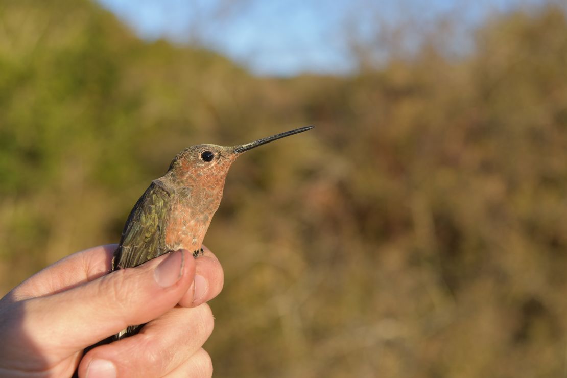 A southern giant hummingbird is shown poised for take-off.