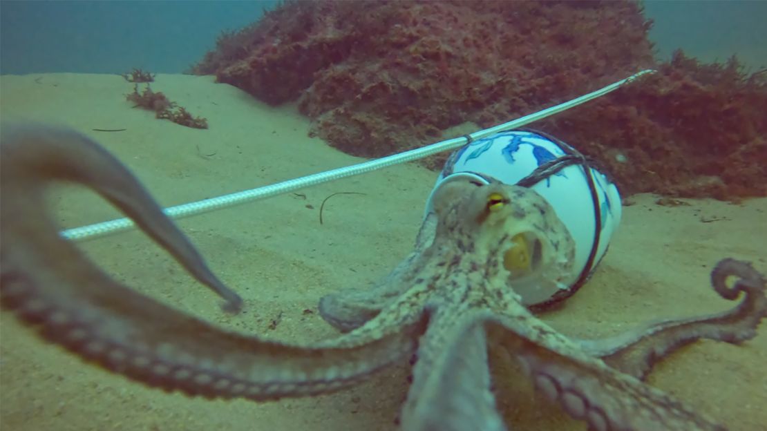 Unlike some other animals, which spend their days eating, sleeping or mating, octopuses "have time to wander — time for hobbies," said the artist Shimabuku.