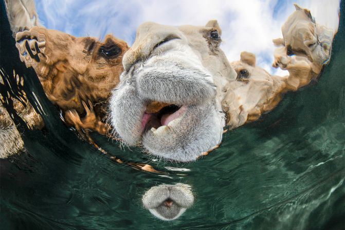 Abdulaziz Al Saleh won the Portrait category for this photo of camels drinking in Kuwait's Al Wafra desert, taken from below the water's surface.