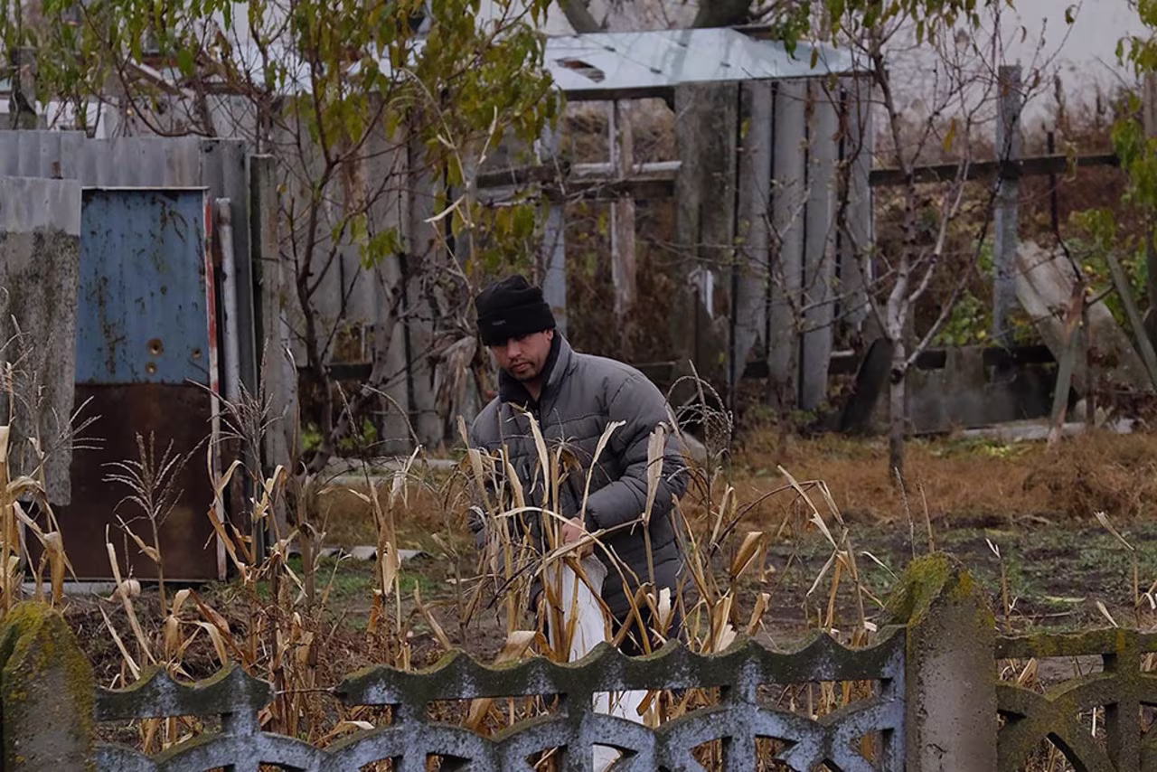 A man harvests corn in his backyard. 