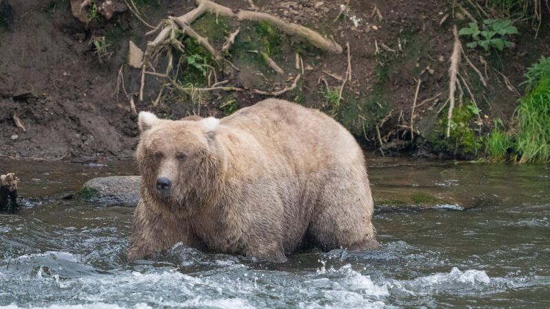 Fat Bear Week Contest 2024: Deadly attack causes a stir