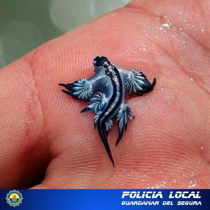 Two blue dragons, or <em>Glaucus atlanticus</em>, were found on the beaches of Guardamar del Segura.