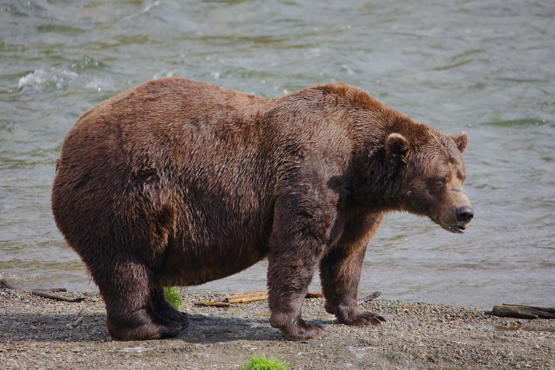 Fat Bear Week 2024 in Katmai has a winner CNN