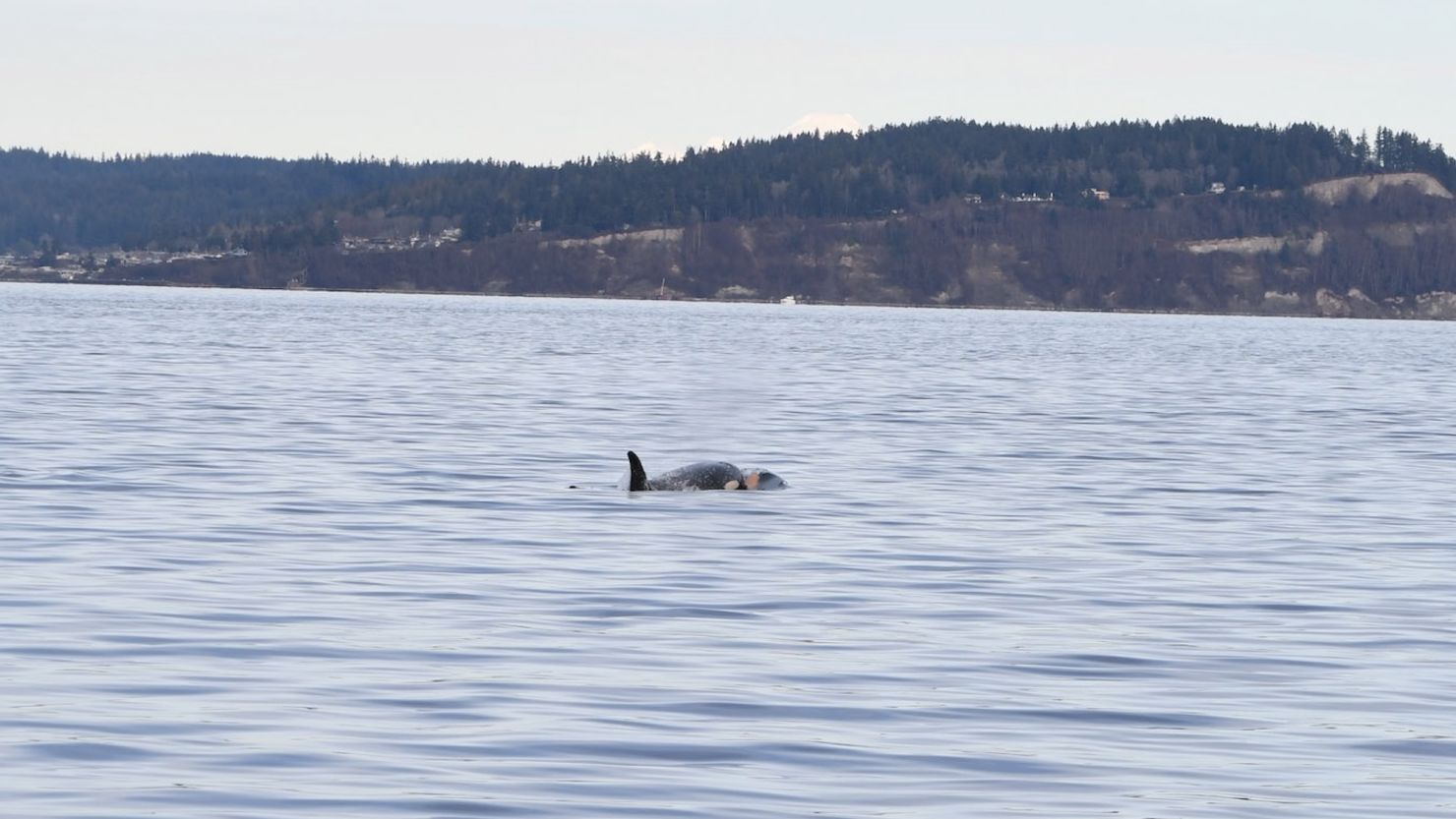 Southern Resident killer whale Tahlequah carries her dead calf near Puget Sound on Washington state's northwest coast on January 1.