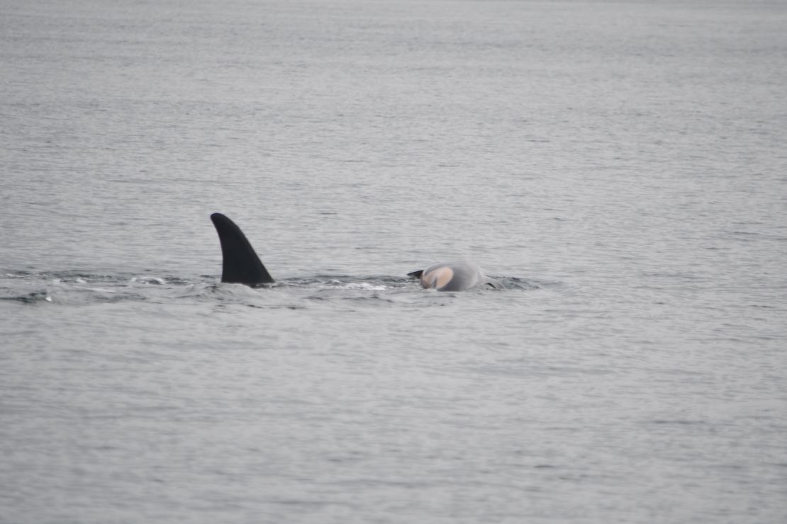 Some female orcas have been known to carry their deceased offspring, but the time and distance Tahlequah has carried her two dead calves is unusual, according to experts.