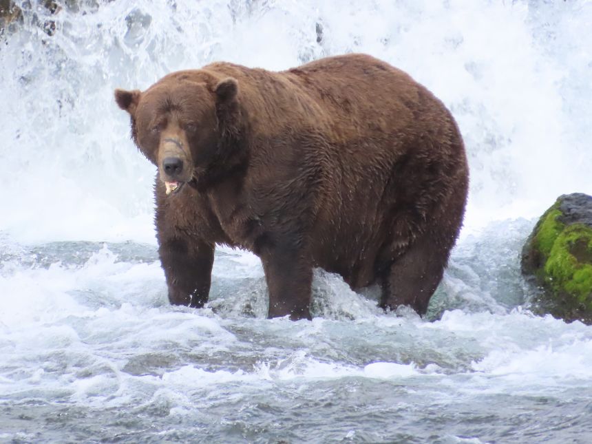 Bear 32, Chunk, hunts for salmon in the Brooks River.