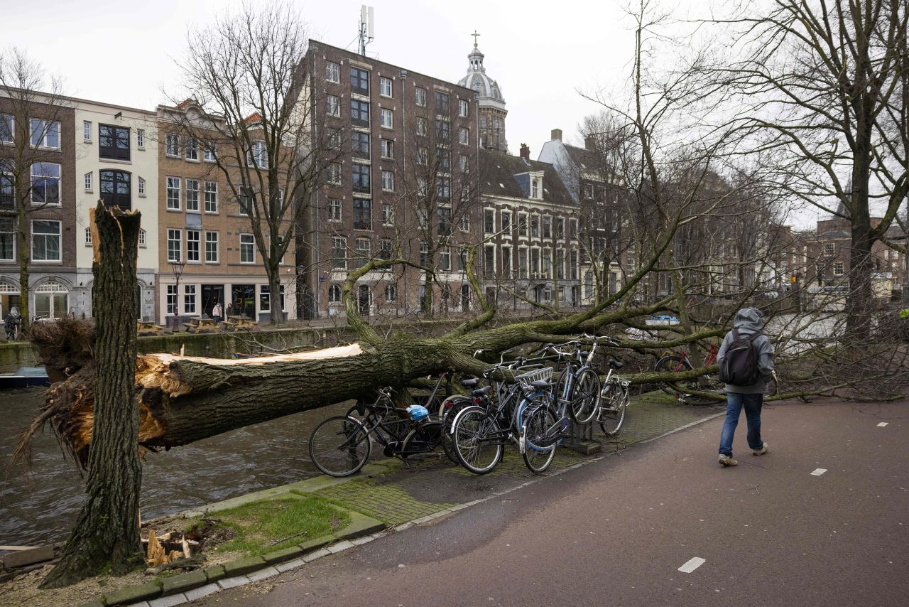 A pedestrian walks past a fallen tree in Amsterdam on February 18, as Storm Eunice passes across northern Europe. 