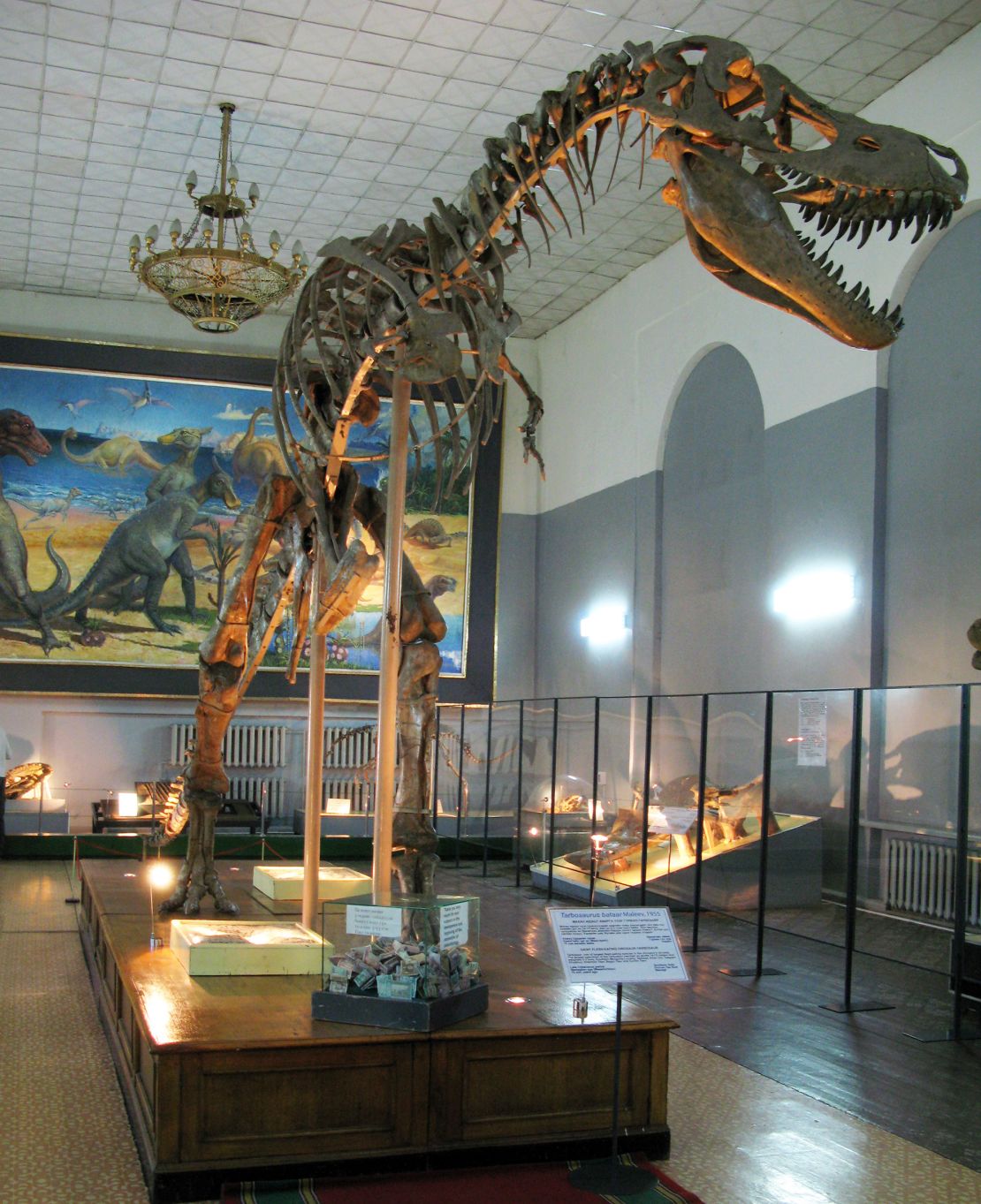 A skeleton of the gigantic Tarbosaurus can be seen on display.