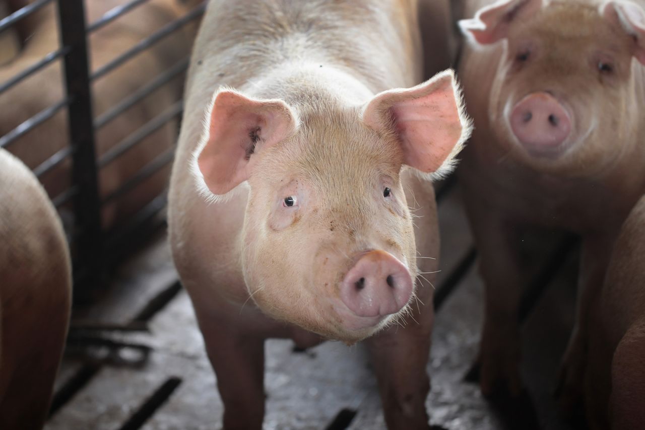 Hogs are raised on a farm near Osage, Iowa on July 25, 2018.