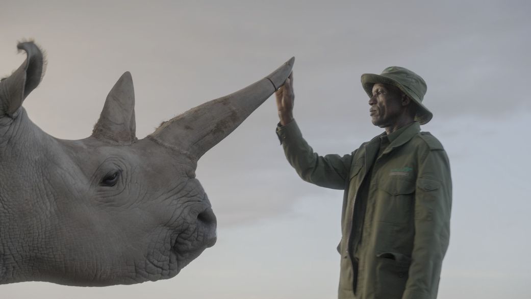 “The Last Rhinos: A New Hope” follows the global effort to save northern white rhinos | CNN