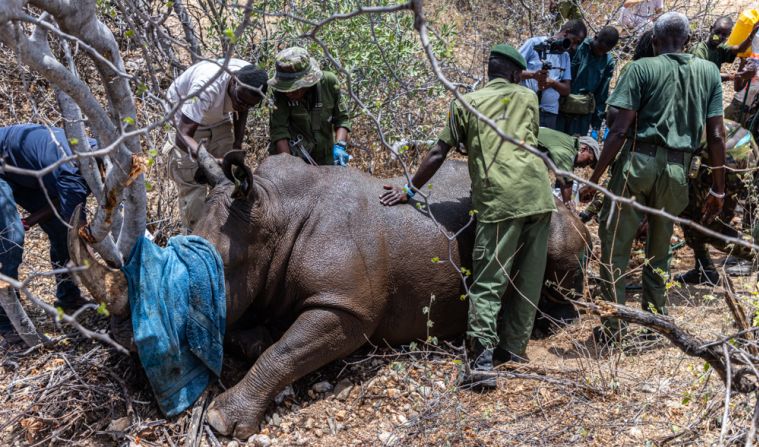 The EarthRanger data reveals that Sarah has barely moved in hours, suggesting her condition is deteriorating. Drone photos indicate she is suffering from a fecal impaction, causing her pain and preventing her from putting her tail down. An emergency intervention is immediately put into action. Pictured, a team of rangers, vets and rhino monitors assist in stabilizing and treating Sarah.