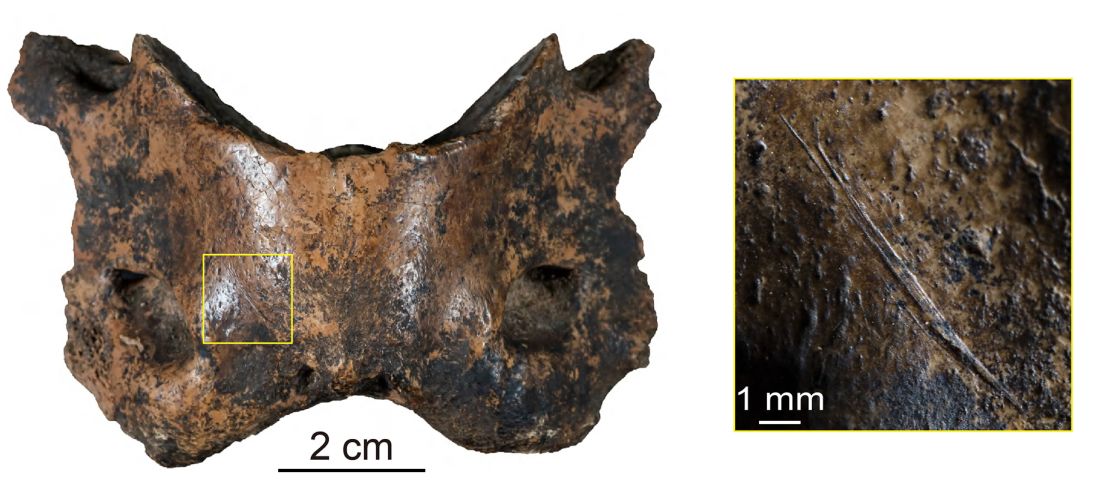 Many of the bones recovered from Baishiya Karst Cave, like this spotted hyena vertebra, contain traces of human activities such as cut marks.