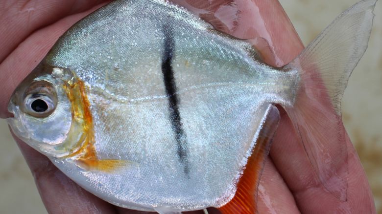 A vegetarian piranha named Myloplus sauron was found in Brazil’s Xingu River. Researchers named it after J.R.R. Tolkien’s Eye of Sauron because of its distinctive stripe.