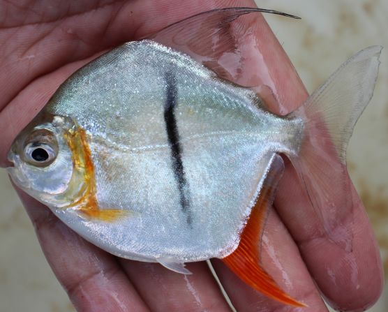 A vegetarian piranha named Myloplus sauron was found in Brazil’s Xingu River. Researchers named it after Sauron from "The Lord of the Rings" for the vertical black bar on its flank that resembles the pupil of the villain's fiery eye symbol.