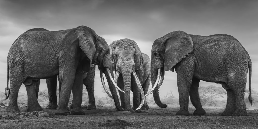 Federico Veronesi’s “Walk the Earth” is the result of years spent tracking Africa’s last super tuskers. In the book, he describes them as “the last guardians of Africa’s wild spirit, embodying the soul of the untamed wilderness.”