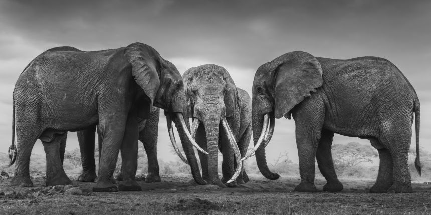 Super tusker elephants