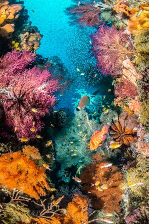 Catherine Holmes' image of a coral reef in Indonesia won the Coral Reefs category.