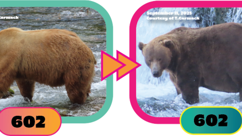Bear 602 of Fat Bear Week 2025.