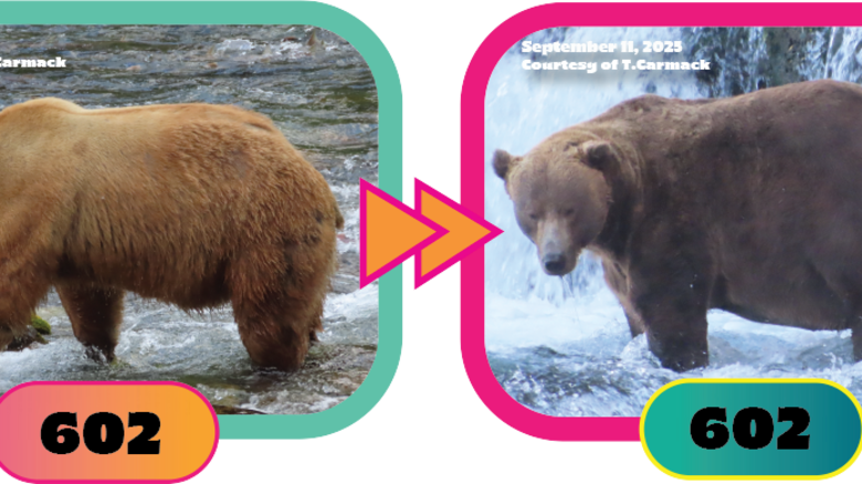 Bear 602 of Fat Bear Week 2025.