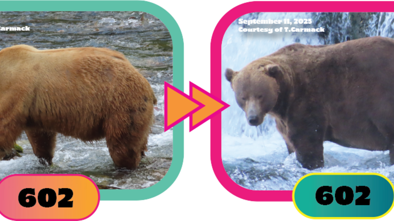 Bear 602 of Fat Bear Week 2025.