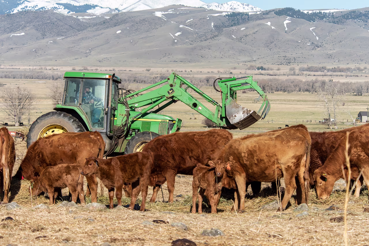 A rancher in Paradise Valley, Montana feeds his Red Angus cows and calves on April 21.