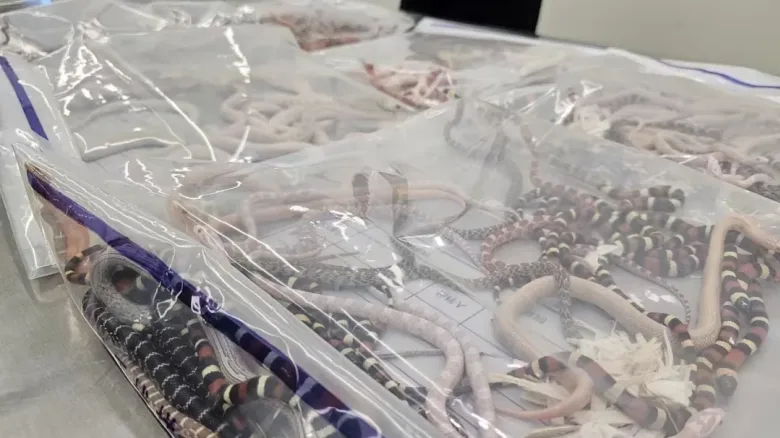 The man had 104 live snakes on his person when he was stopped by customs officers.