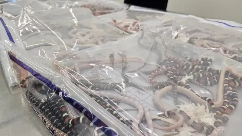 Man stopped at customs with 100 live snakes down his pants | CNN