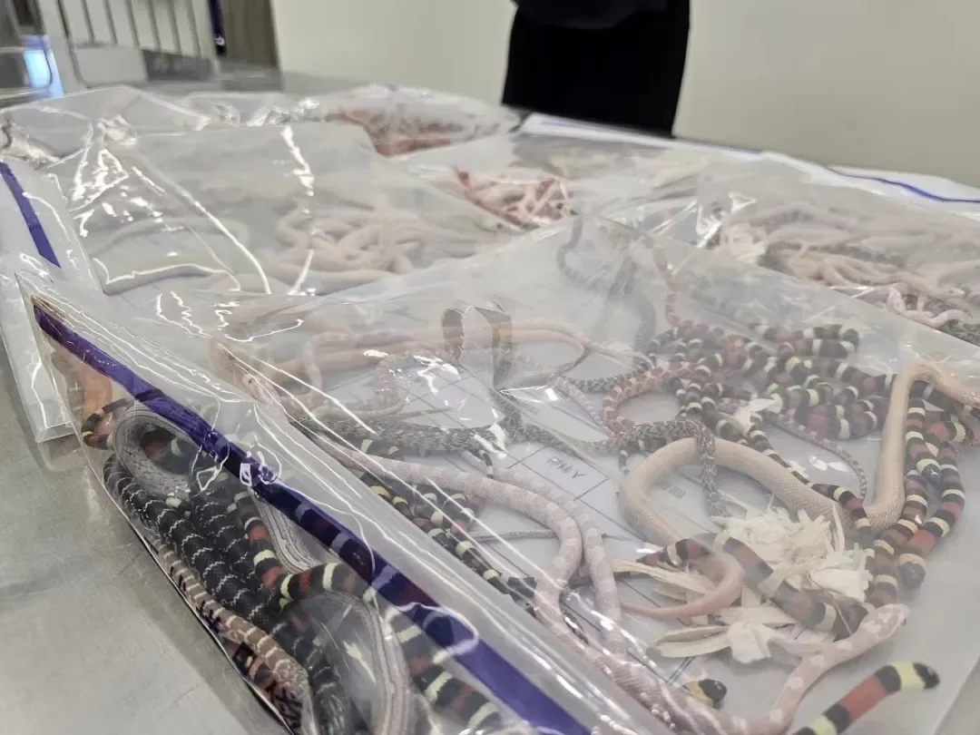 Man stopped at customs with 100 live snakes down his pants | CNN