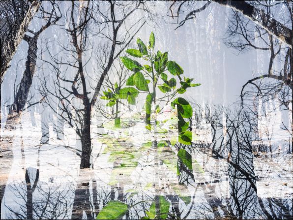 Issam Chorrib received the David Wolf Kaye Future Potential Awards for his photograph “La Hepica,” which was taken in Larache, Morocco. Using multiple layers, this composite image shows the charred remains of a once-verdant forest following a wildfire.