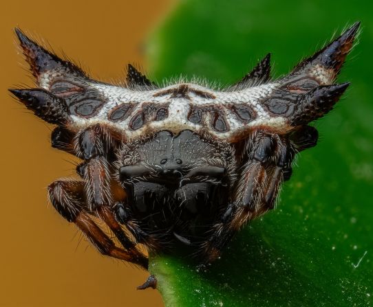 Ojo photographed this is spiny-backed orb weaver spider in China.
