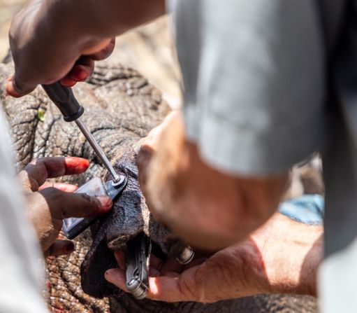 A new GPS tag is fitted to Sarah’s ear, so she can continue to be monitored by the EarthRanger system.