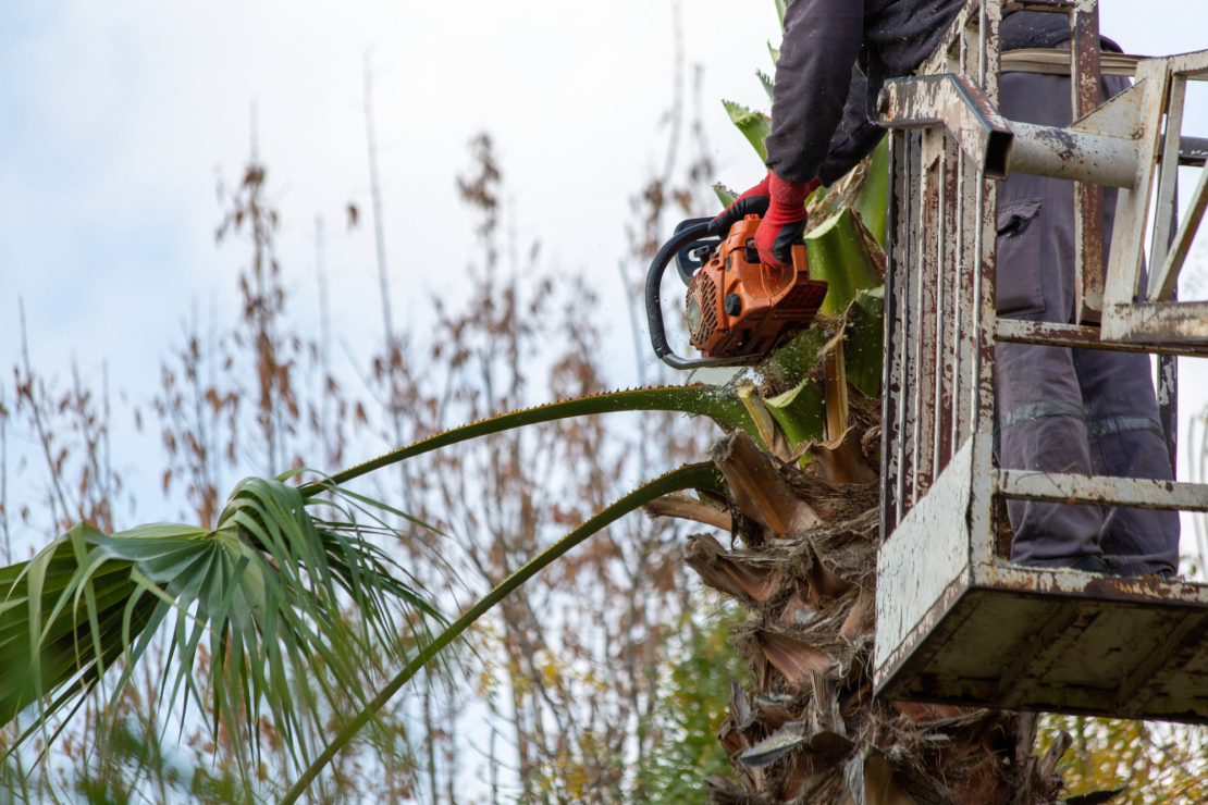 Arborist pruning a palm tree with a saw