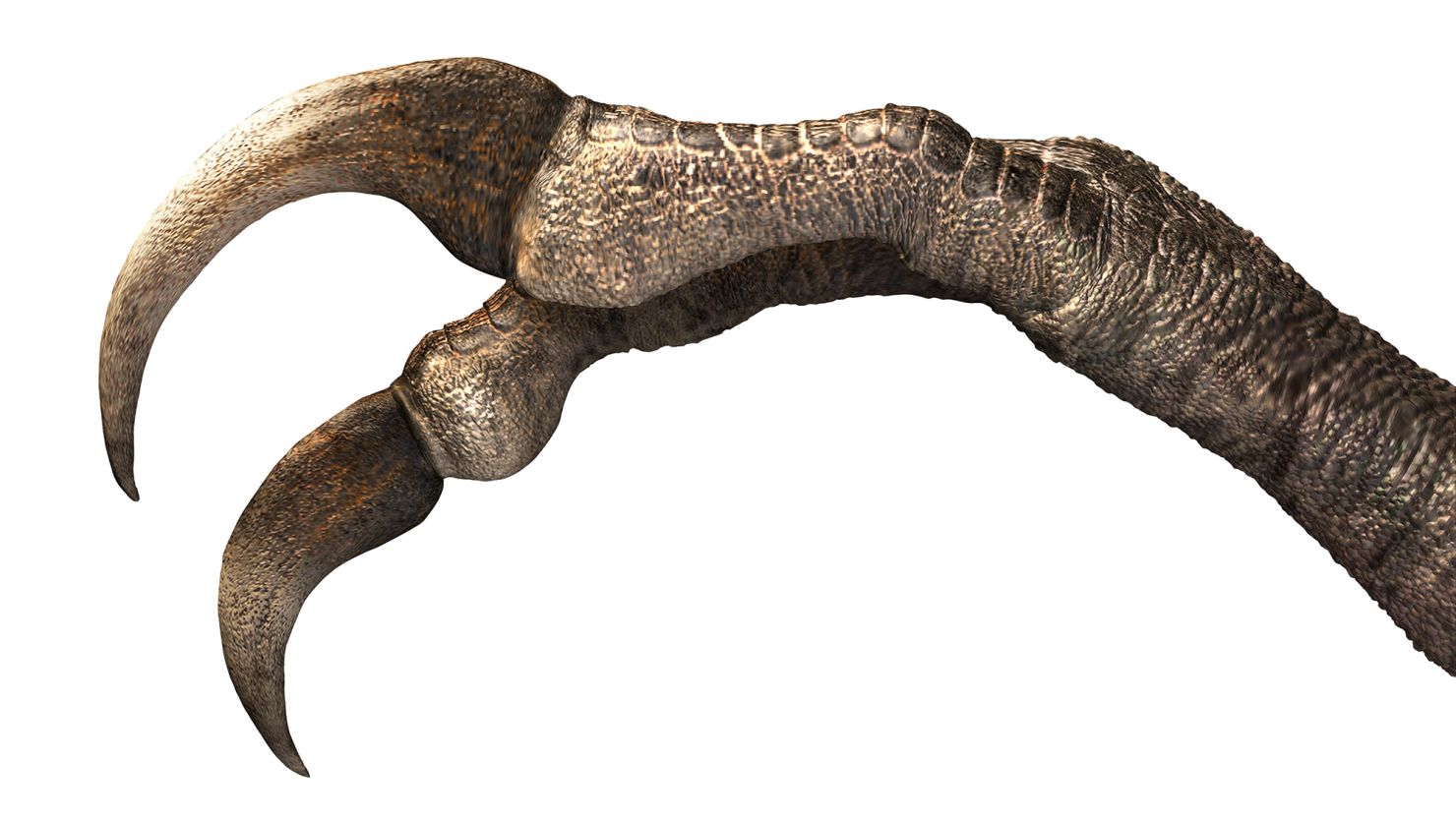 A reconstruction of the two-clawed hand of the newly discovered dinosaur species Duonychus tsogtbaatari.