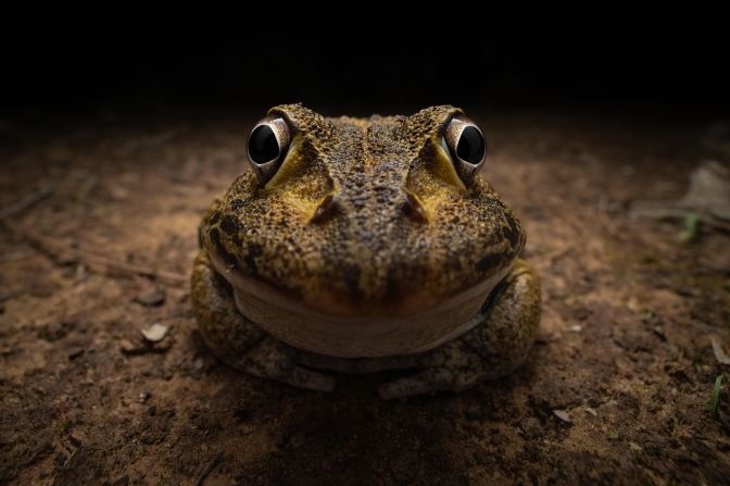 An awkward smiley frog photographed by Kingston Tam won the Nikon young photographer category.