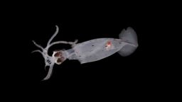 A potentially new species of elusive deep-sea squid (Brachioteuthis sp.)