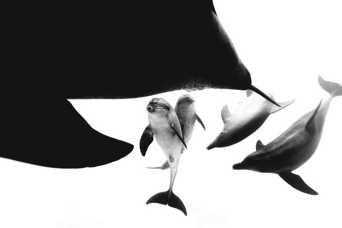 Enric Gener's photograph of a bottlenose dolphin mating ritual in the Red Sea won the Black & White category.