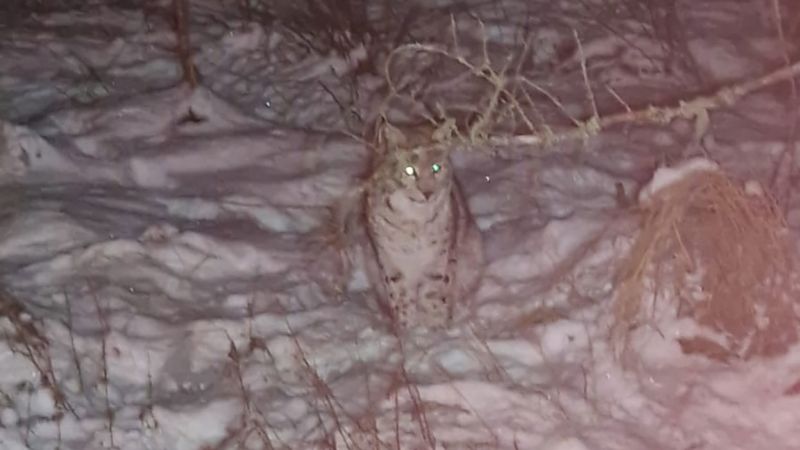 Lynx: Fears of ‘rogue rewilding’ grow in Scottish Highlands after four animals captured by park rangers