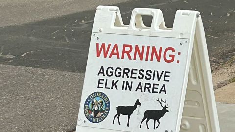 Signs warning of aggressive cow elk have been placed in Estes Park