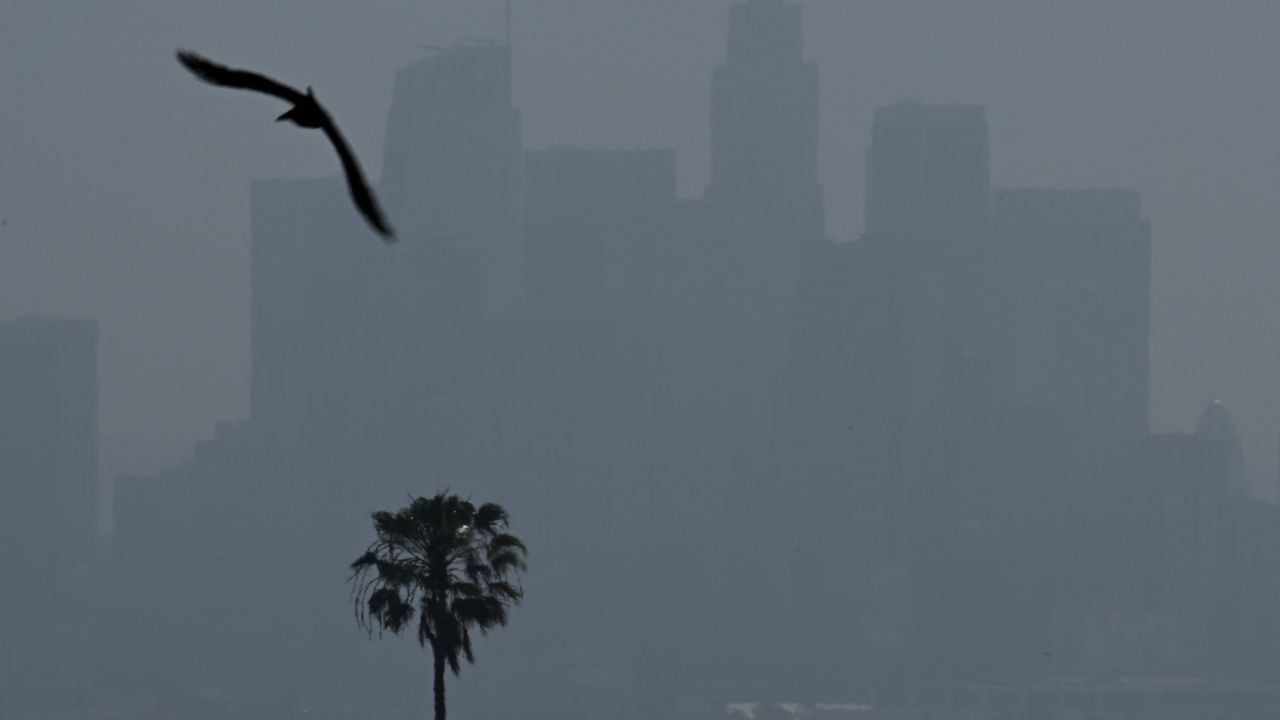 A bird flies past a palm tree standing in front of the downtown Los Angeles, California skyline obscured by haze following a wildfire north of the city on June 20.