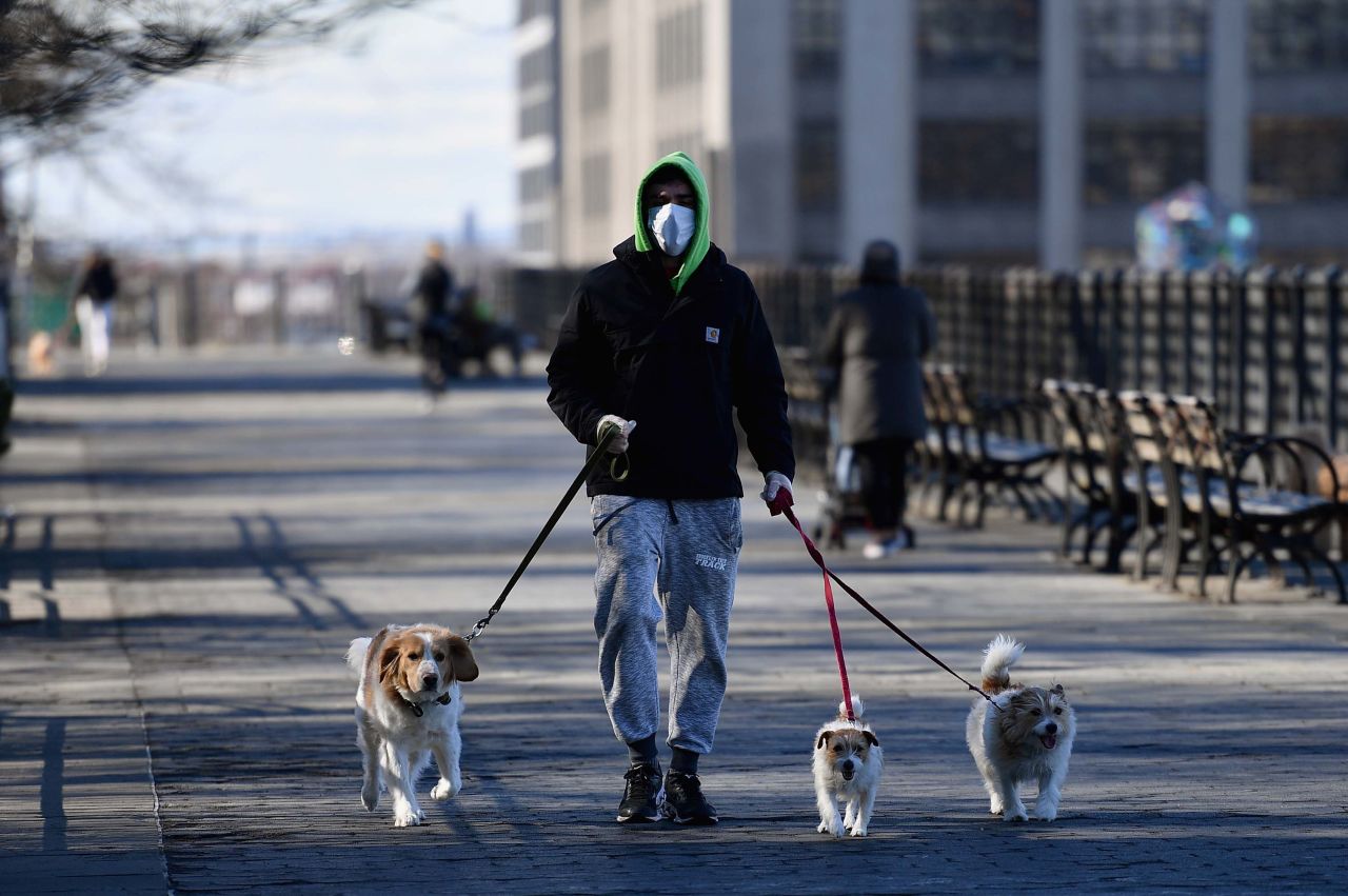 A man wearing a face mask walks dogs on March 24 in New York City.