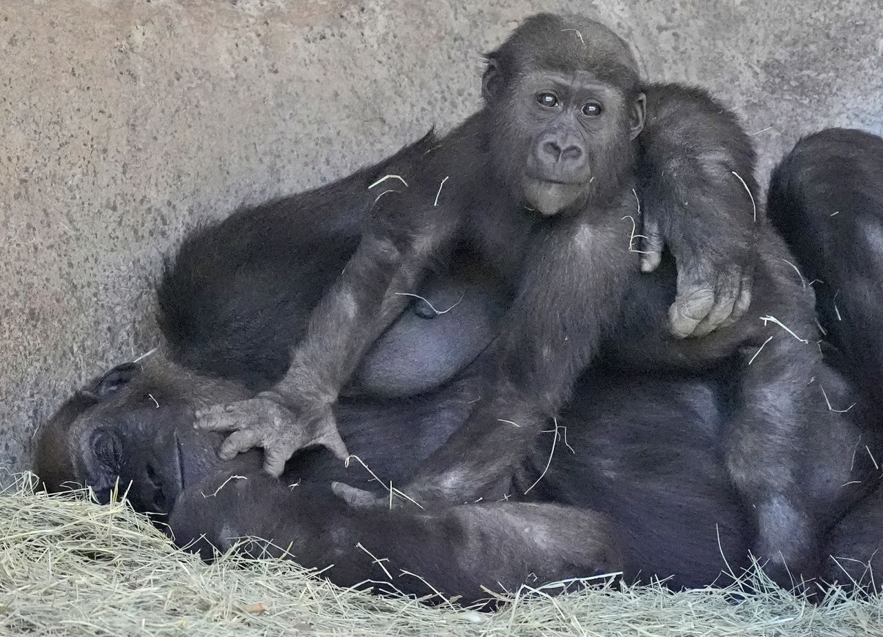  A baby gorilla lies on its mother at the Fort Worth Zoo in Fort Worth, Texas, in February 2024. 